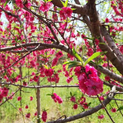 踏莎行·花朝节