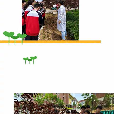 “ 一草一木总关情”—高一B部校园植物识别实践活动
