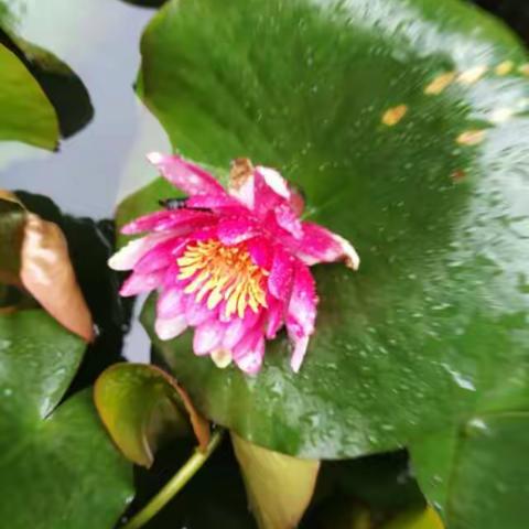 美丽鲜花