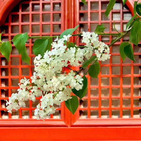满寺梨花留不住，惟听禅唱颂丁香——4月1日京城智化寺即景