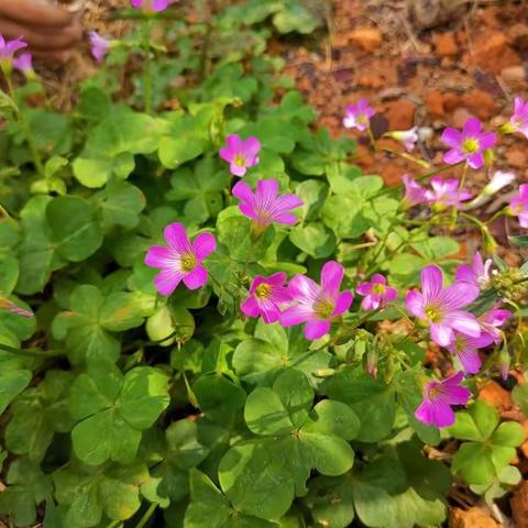 春暖花开🌸春天的脚步慢慢地走进～102班作品集