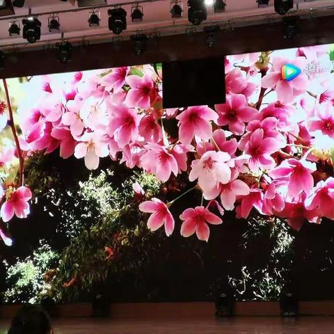 102猪宝贝🐷寻找最美的春天🌸🌸