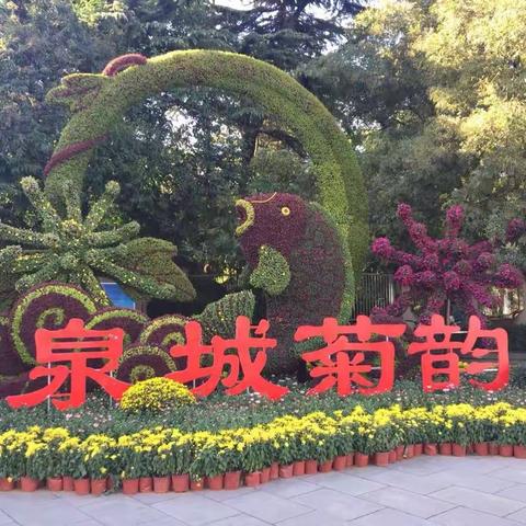 2018年10月29日趵突泉菊花🌼展