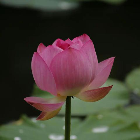 亲水圣德泉