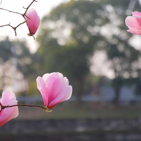 春有百花