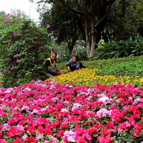 南岸区五十万盆鲜花喜迎国庆