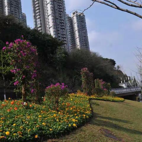 春日迟迟，卉木萋萋。