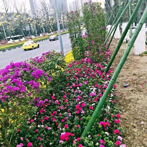 南岸区城市绿化品质提升工作成效初显，“花样南岸”缓缓铺开