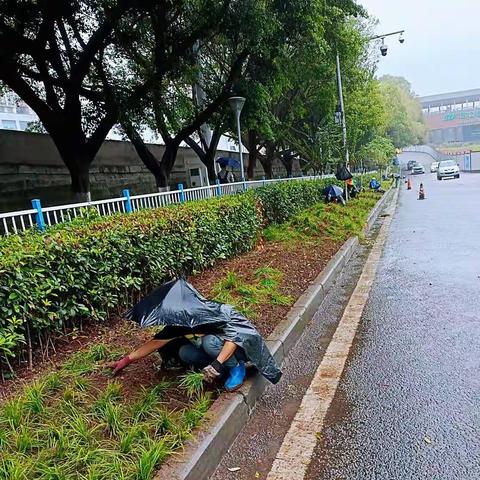 南岸区绿地“换装”    扮靓秋日景色