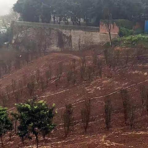 假期不放松 风雨不停步 南岸区全力以赴推进城市绿化品质提升项目
