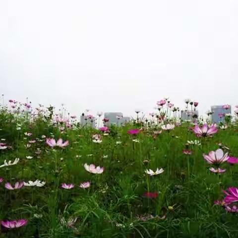 八大城市品质提升全面启动，助力南岸起风景 (二十五）