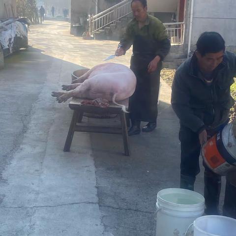 去年过年前宰的二师兄～