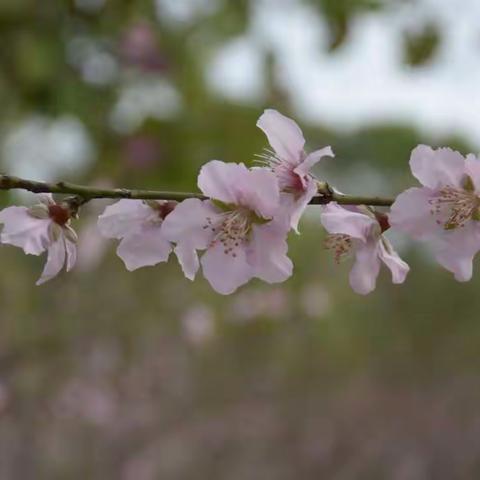 记录年初四石马桃花公园游记