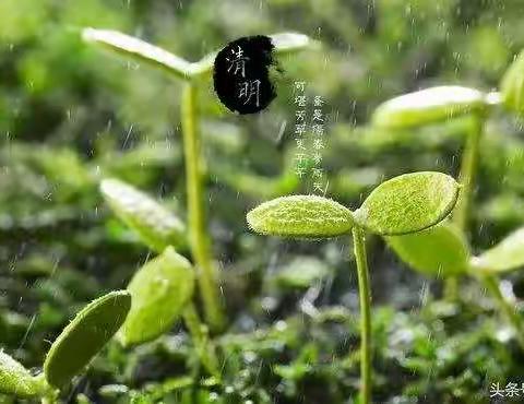 清明时节雨纷纷