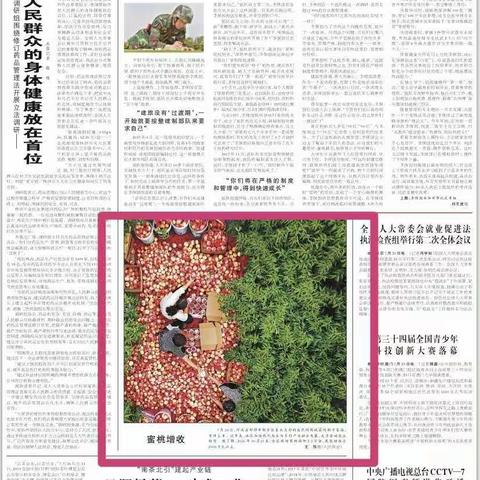 人民日报刊登！肥乡桃子丰收及加快现代农业发展报道