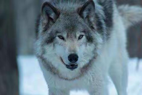 寓言故事：“骑驴的狼”，故事很短，道理却深