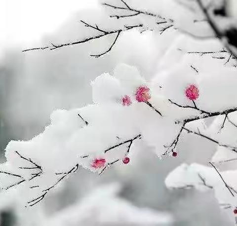 快刀盟第二十二辑《怒放集》