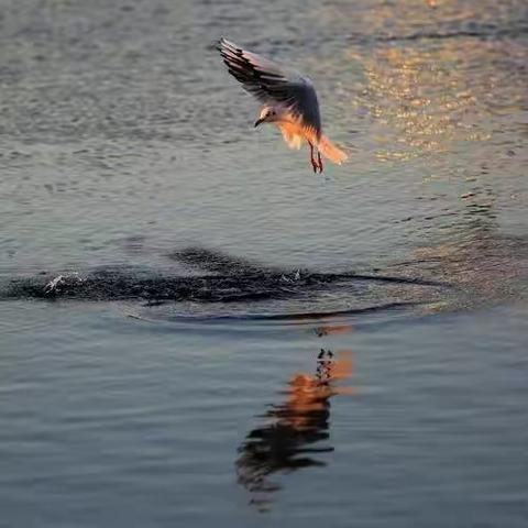 快刀盟第二十五辑《翩翩集》