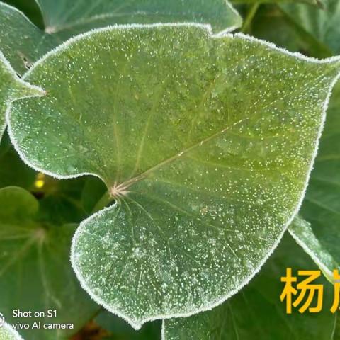 瓦房庄小学手机摄影社团活动纪实