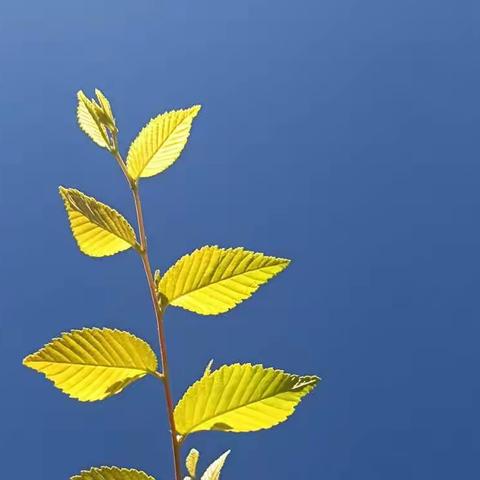 寻找身边的美——白庙子镇瓦房庄小学摄影社团活动纪实