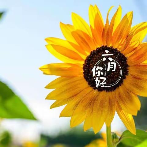 2022年6月份工作总结（区政府服务项目）