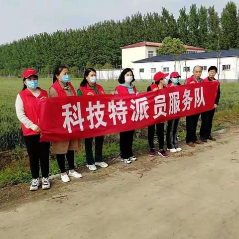 科技特派员助力小麦增产增收