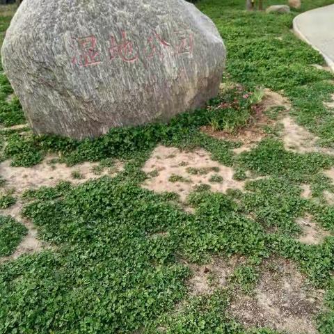 冬天里傲霜怒放的梅花