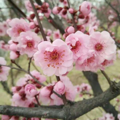 小中班美术《桃花朵朵开》