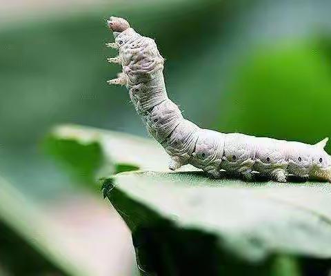 小中班美术《蚕宝宝》