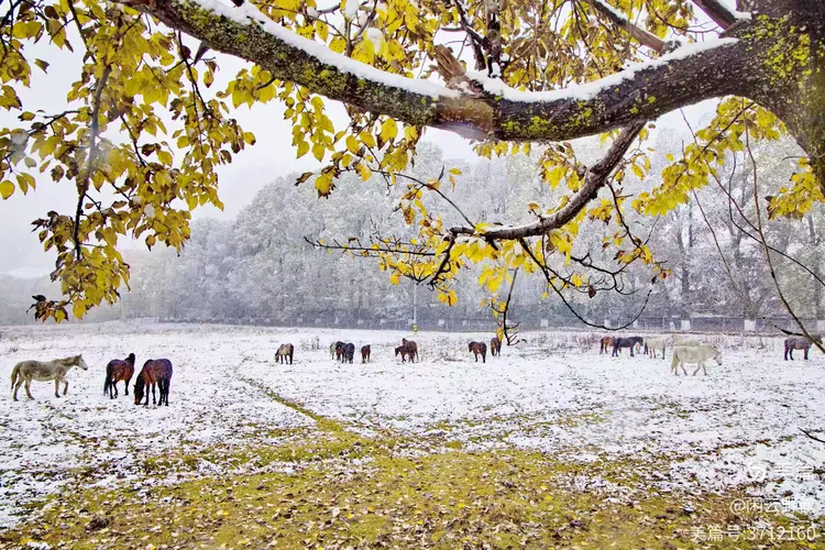 闲云野鹤㉑丨春风徐来蹄声急——写在丙午马年来临之际