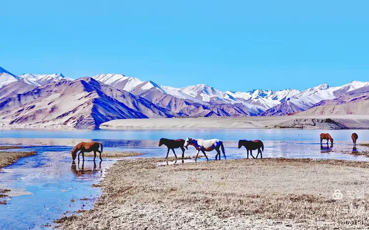 闲云野鹤㉑丨春风徐来蹄声急——写在丙午马年来临之际