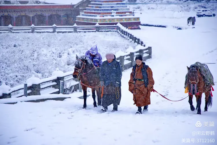 闲云野鹤㉑丨春风徐来蹄声急——写在丙午马年来临之际