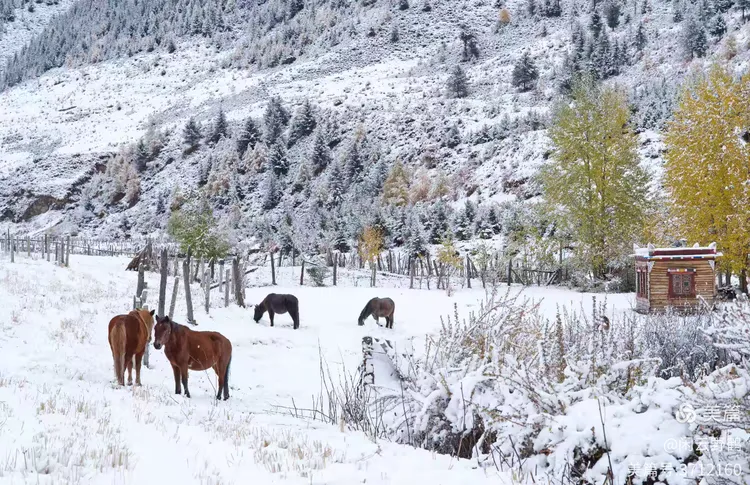 闲云野鹤㉑丨春风徐来蹄声急——写在丙午马年来临之际
