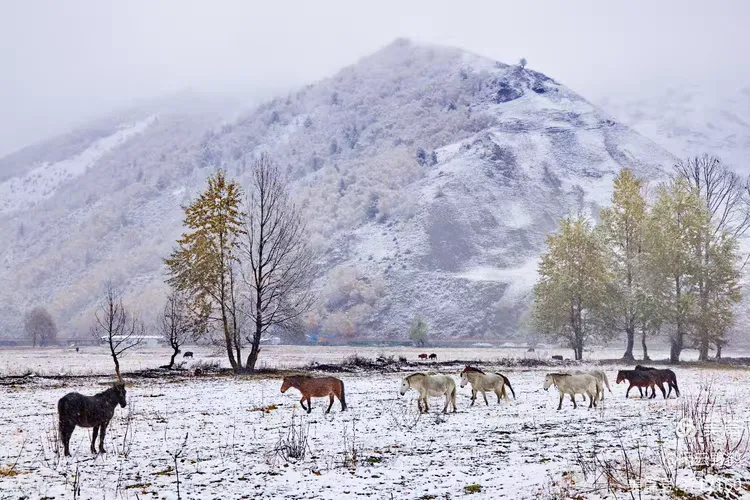 闲云野鹤㉑丨春风徐来蹄声急——写在丙午马年来临之际