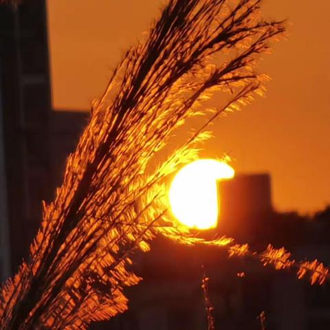 冬日，江岸边，夕阳如火。