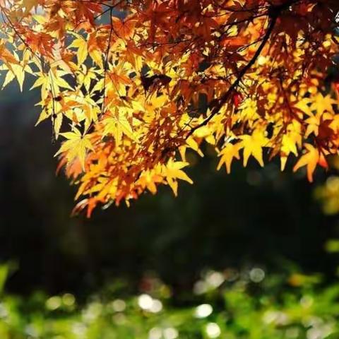 做一个心理健康的老师——记双流区实验小学班主任赴厦门专业发展学习之旅