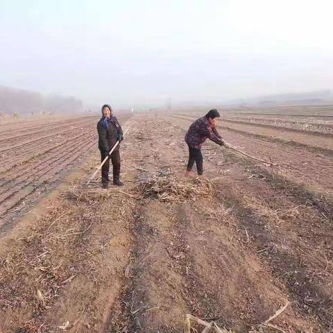 东法宝村组织人力物力清理田间地头的柴草，以防着火