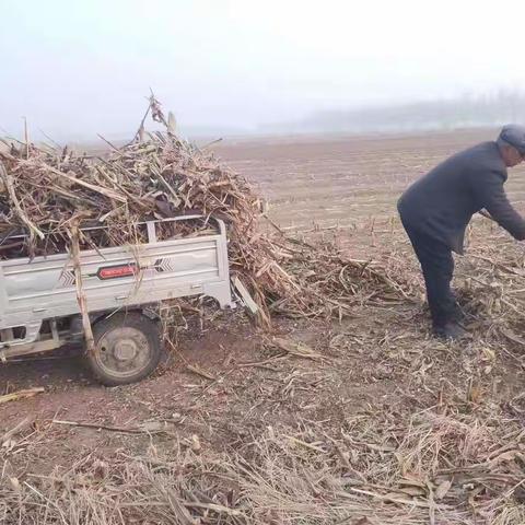 东法宝村第三天全面清理地块里及大坝坡上柴草，消除着火隐患