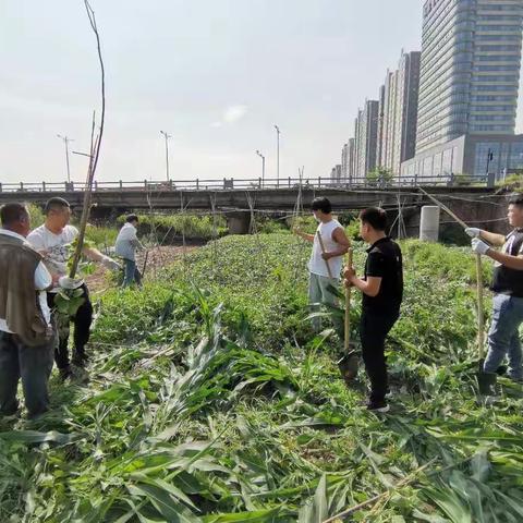 滦河镇重拳出击，严厉打击河道内种植围垦等影响行洪行为