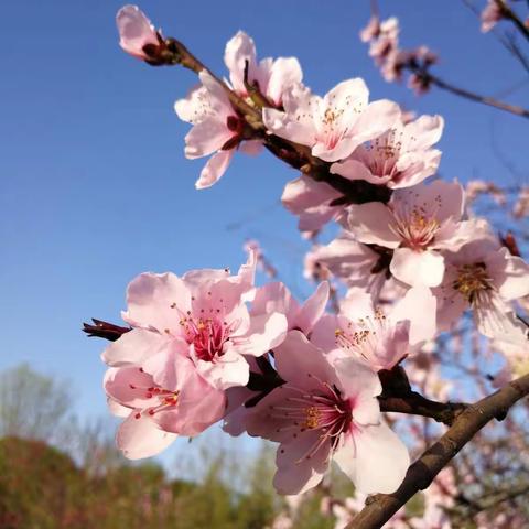 花已开，春又来，美丽沙澧，大实验等你归来🌸🌸💪😊