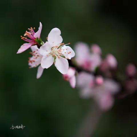 美呆了，又见九峰桃花