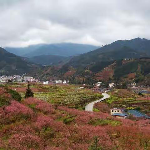 花的旅程