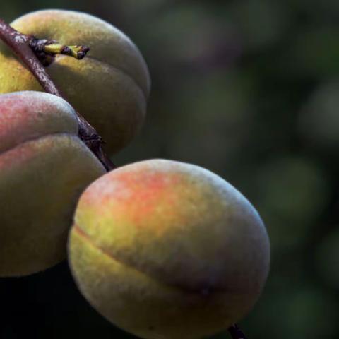 山里，永远有宝藏