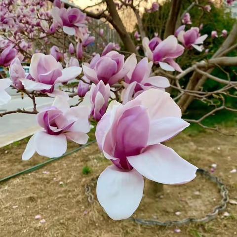 竹叶青青的美篇