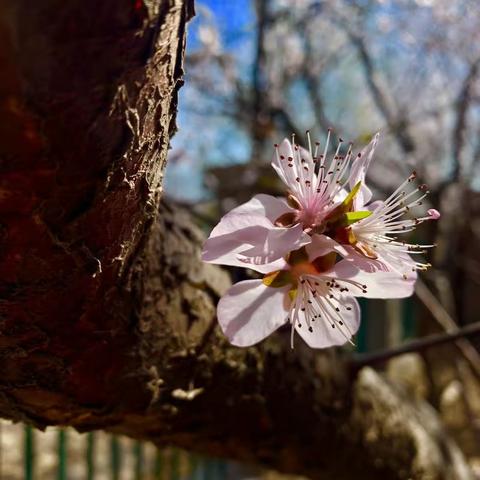 窃私语迎春风，艳艳桃花映春红。