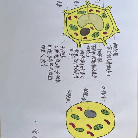 阳信县实验中学初高衔接部——学科素养入门记之生物篇