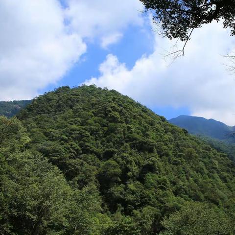 武夷山诸母岗山水草木