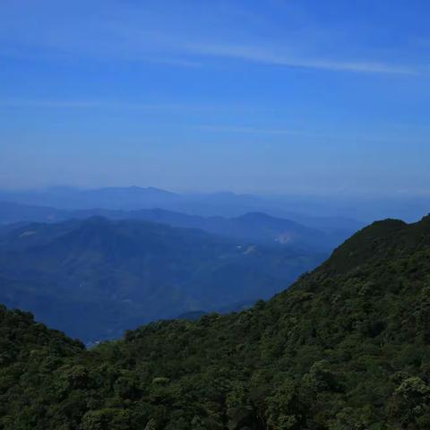 山之绿系列-茫荡山