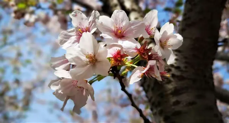 早樱多高