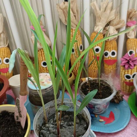 齐齐哈尔第三幼儿园 萌童二班生成课《制作爆米花》